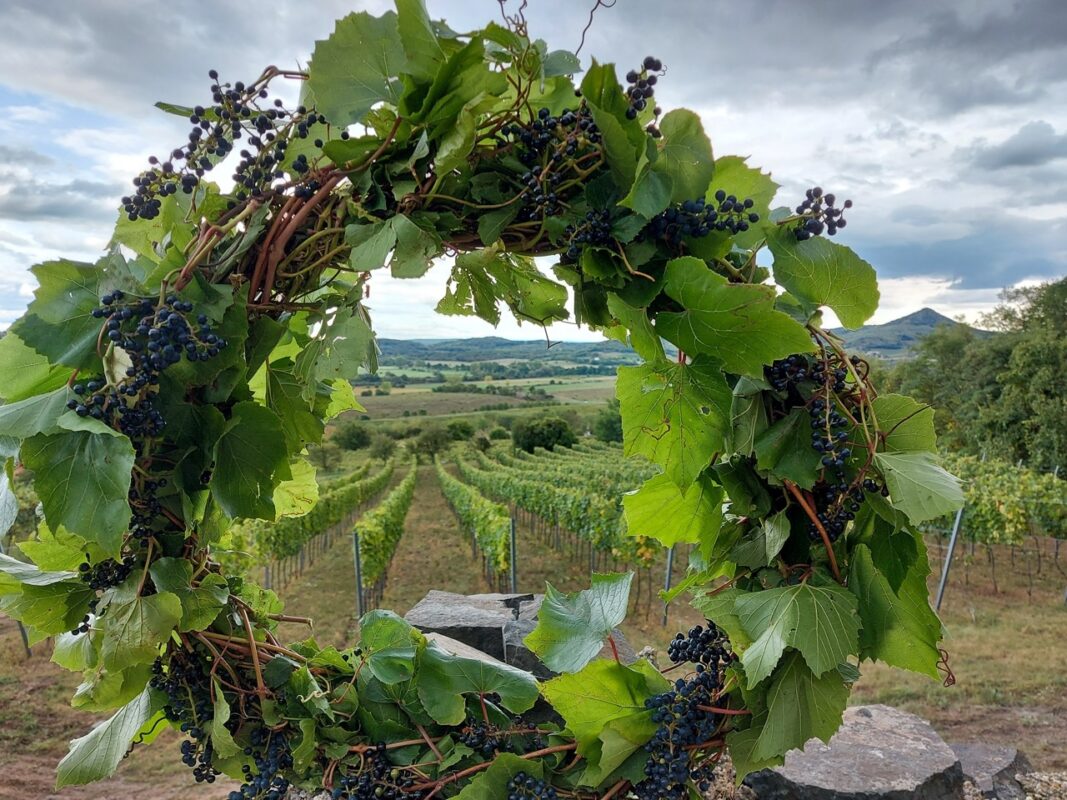 Birtoklátogatás Furmint előtti Szüreti Terméskoszorú