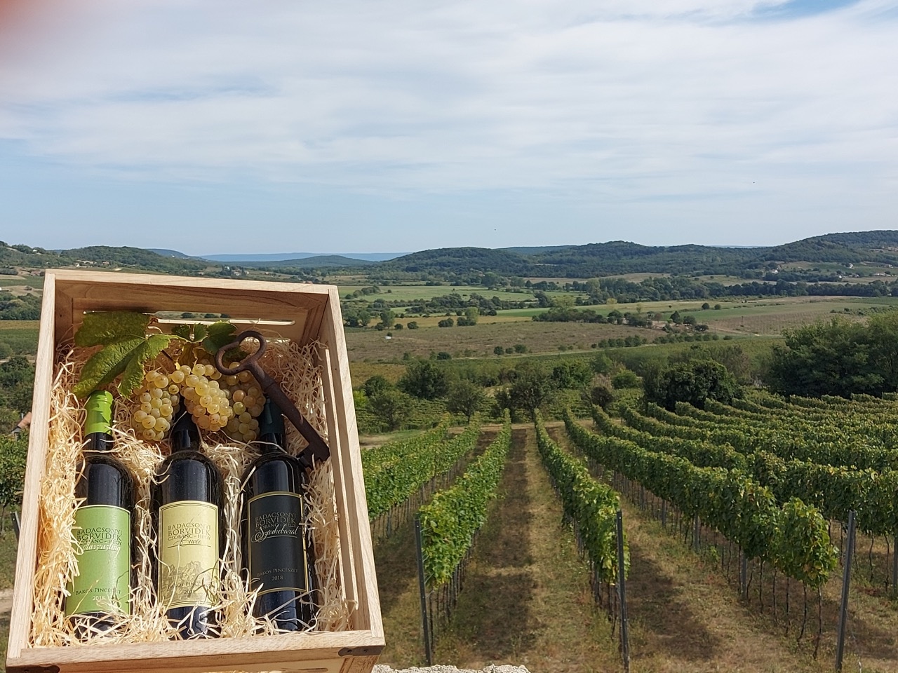 Vineyard and winery